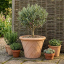 Rustic Terracotta Lattice Planter