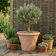 Rustic Terracotta Lattice Planter