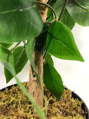 90cm Artificial Ficus Tree Bush - Large Bushy Plant