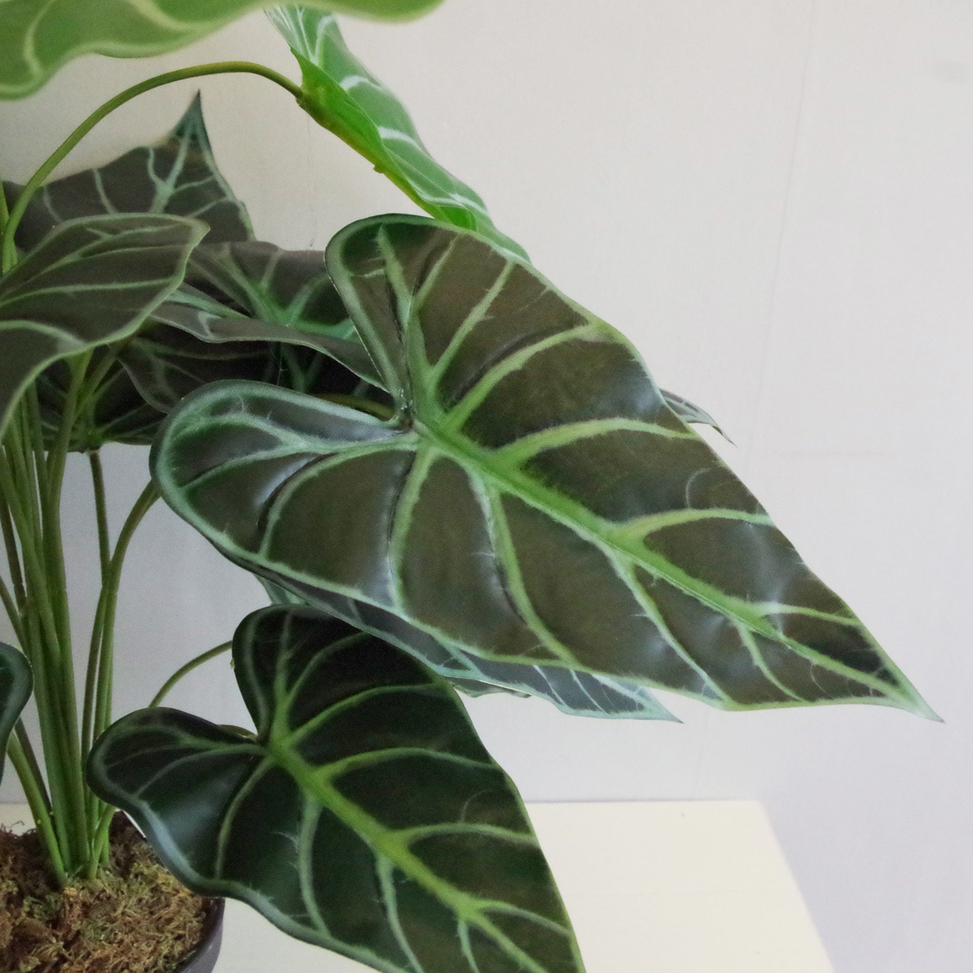 60cm (2ft) Artificial Alocasia Amazonica Polly Taro Plant