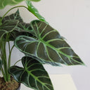 60cm (2ft) Artificial Alocasia Amazonica Polly Taro Plant