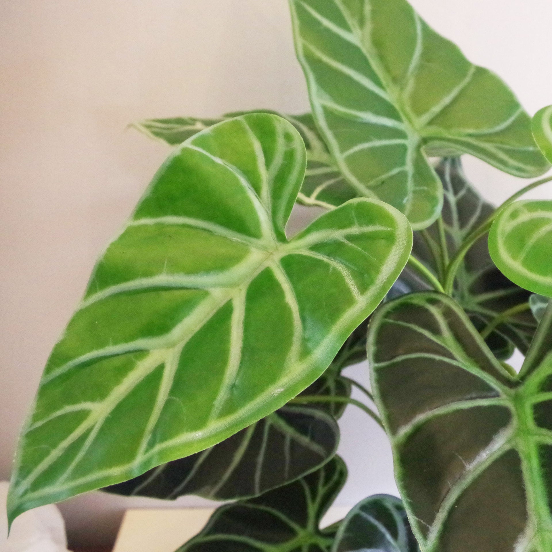 60cm (2ft) Artificial Alocasia Amazonica Polly Taro Plant