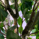 110cm Artificial Evergreen Ficus Tree