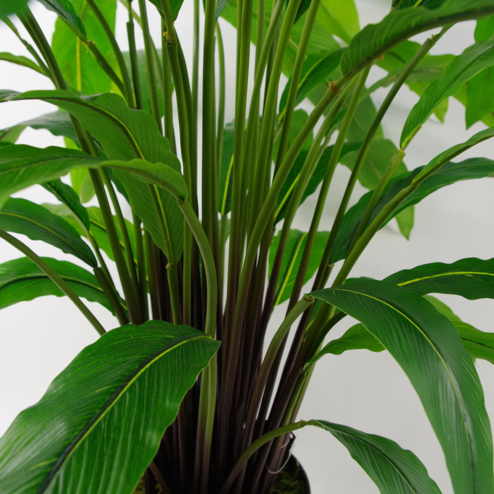 60cm Artificial Calathea Evergreen Plant