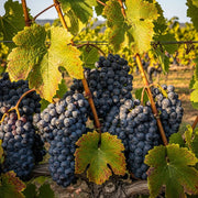 Clusters of ripe 'Autumn Royal' Seedless Grapes hang from a vine with vibrant green leaves in a sunlit vineyard, showcasing a rich harvest.