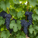 3 Black Hamburgh' Indoor Grape Vines | 3L Pots