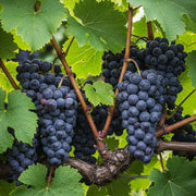 3 Black Hamburgh' Indoor Grape Vines | 3L Pots