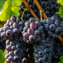 3ft Cabernet Sauvignon' Grape Vine | 3L Pot