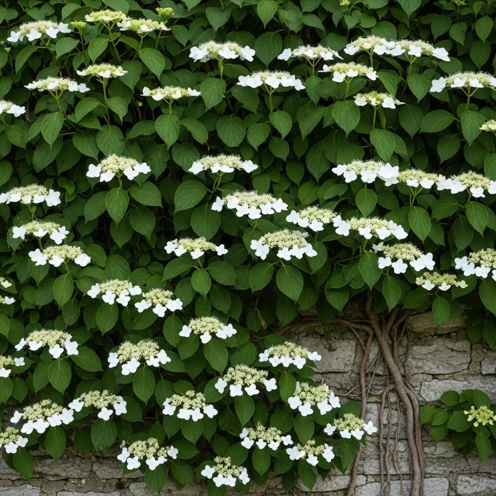 Climbing Hydrangea | Hydrangea petiolaris
