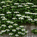 4ft Climbing Hydrangea | Hydrangea petiolaris | 10L Pot