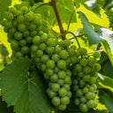 3 Lakemont' Seedless Outdoor Grape Vines | 3L Pots
