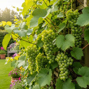 Adjust the Lakemont Seedless Outdoor Grape Vine clusters hanging on a vine with lush leaves, set against a garden backdrop featuring a wooden bench and colorful potted flowers.