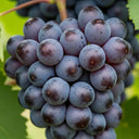 3ft Muscat Bleu' Grape Vine | 2L Pot