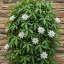 White Passion Flower | Passiflora 'Snow Queen' | 9cm Pot