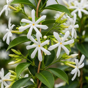 Evergreen Star Jasmine | Trachelospermum jasminoides with white star-shaped flowers, yellow centers, and glossy green leaves on a vine, surrounded by unopened buds in a garden setting.