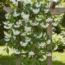 Wooden trellis adorned with lush green leaves and clusters of small, fragrant white Evergreen Star Jasmine | Trachelospermum jasminoides flowers, set against a blurred garden background.