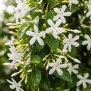 Evergreen Star Jasmine | Trachelospermum jasminoides flowers with star-shaped petals and yellow centers, surrounded by glossy green leaves, covered in raindrops, creating a fresh look.