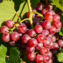 2ft Suffolk Red' Seedless Grape Vine | 2L Pot