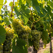Clusters of 'Superior Seedless' grapes hang from vines with lush green leaves in a sunlit vineyard, showcasing healthy fruit ready for harvest.