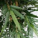180cm Premium UV Resistant Bamboo
