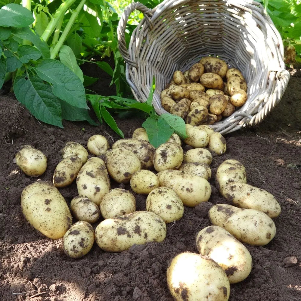 'Organic Charlotte' Salad Seed Potatoes