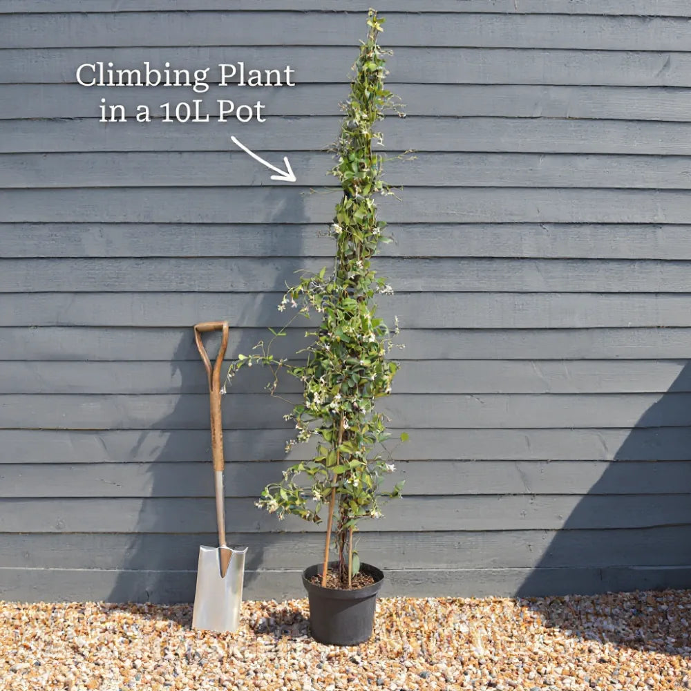 6ft Star Jasmine | Trachelospermum jasminoides | 10L Pot