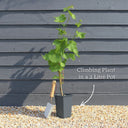 2 Chinese Wisteria | Wisteria sinensis | 2L Pots