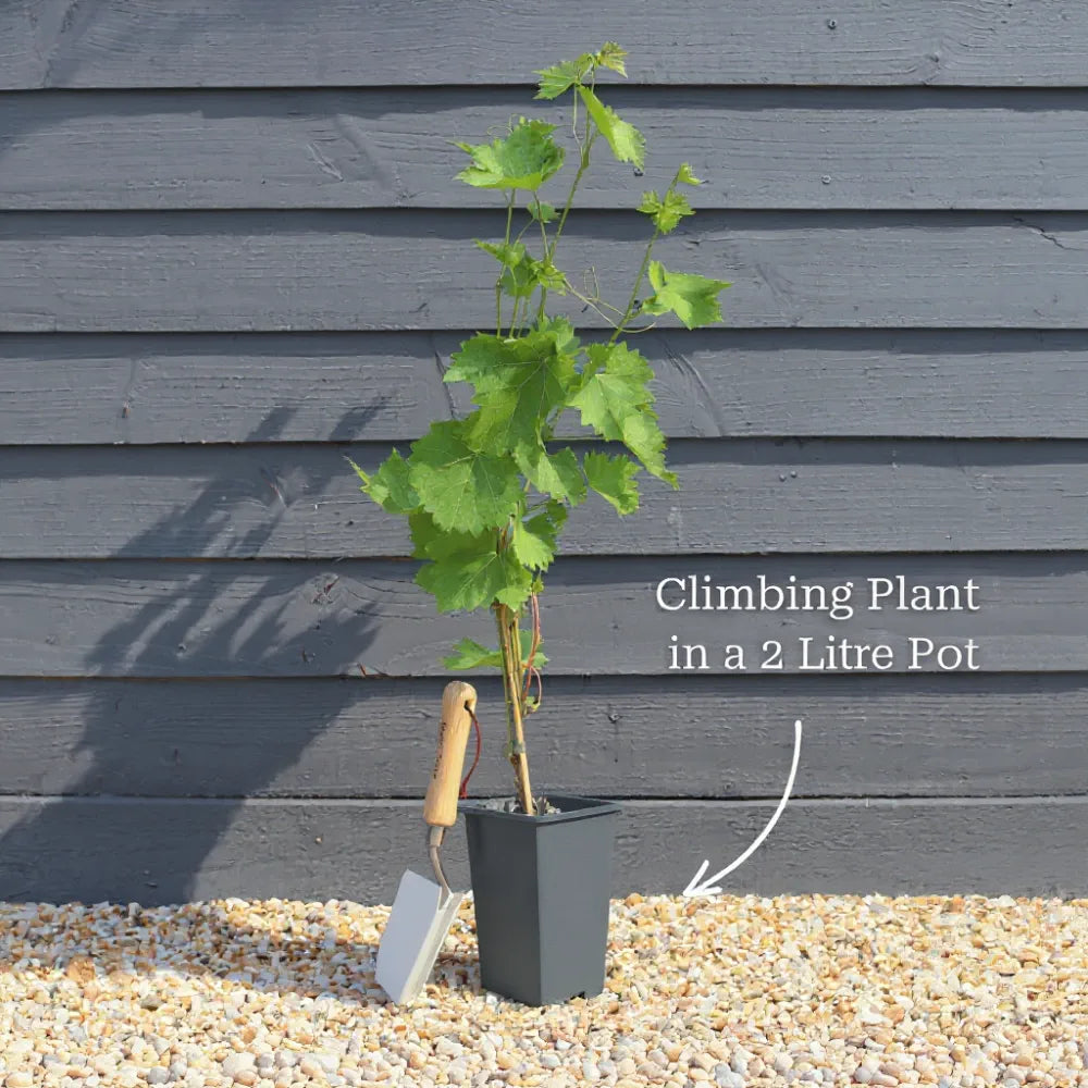 2 Wisteria 'Lavender Lace' | 2L Pots