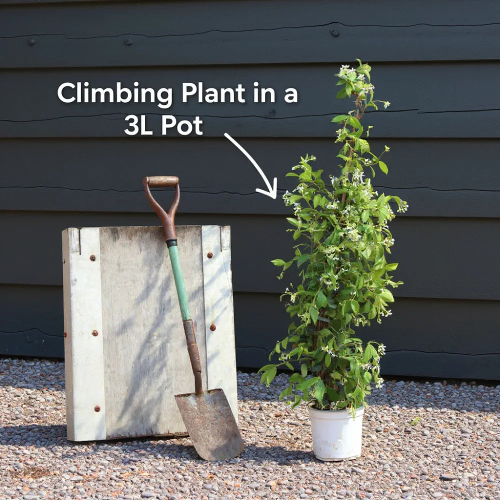 4ft Star Jasmine | Trachelospermum jasminoides | Pyramid Trained | 3L Pot