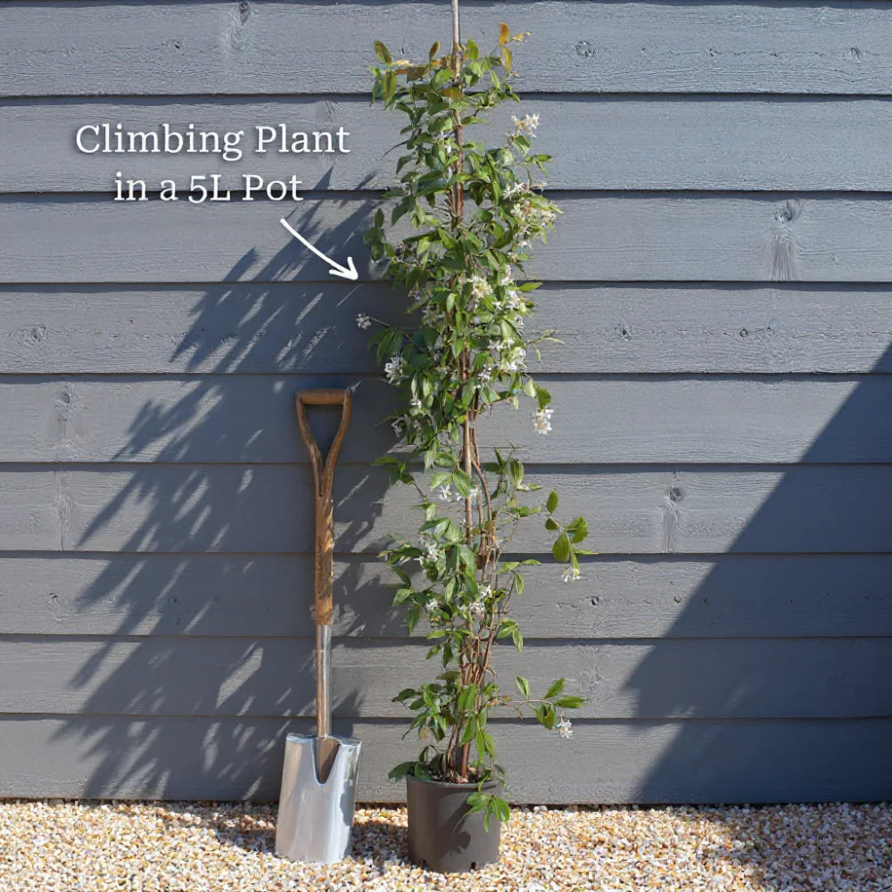 6ft Star Jasmine | Trachelospermum jasminoides | 5L Pot