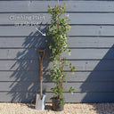 7ft Star Jasmine | Trachelospermum jasminoides | 5L Pot