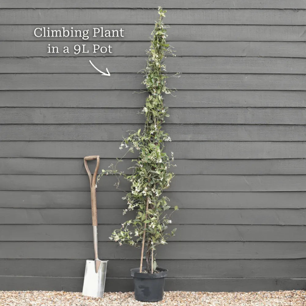 plant wisteria in pot 6ft Mature Grafted Chinese Wisteria | Wisteria Sinensis