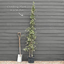 Chinese Wisteria | Wisteria sinensis | 2 * 7ft Grafted Plants in 10L Pots