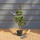 White Passion Flower | Passiflora 'Snow Queen' | 9cm Pot