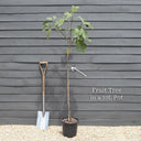 5ft 'Buccaneer' Walnut Tree | 10L Pot | 2 Years Old