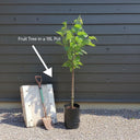 7ft 'Hauszwetsche' Mature Plum Tree | 18L Pot