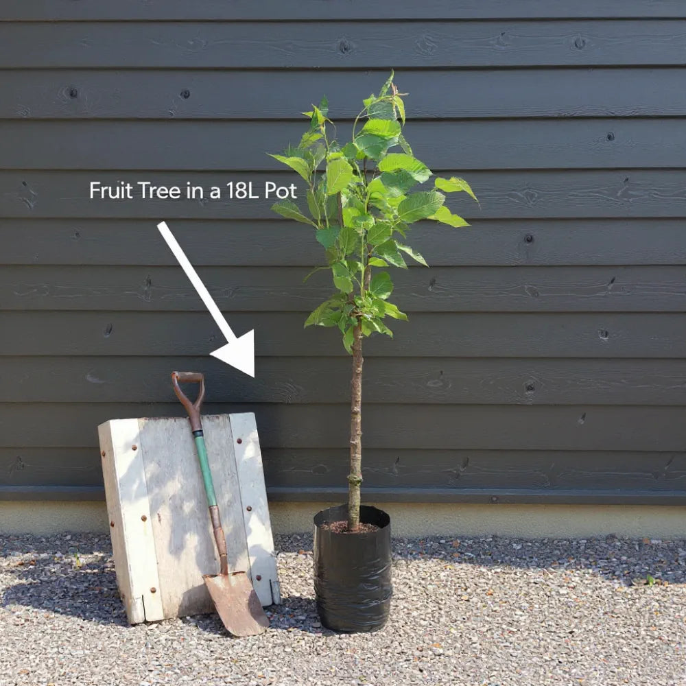 7ft Quince 'Meech's Prolific' | 3 Year Old Mature Tree in a 18L Pot