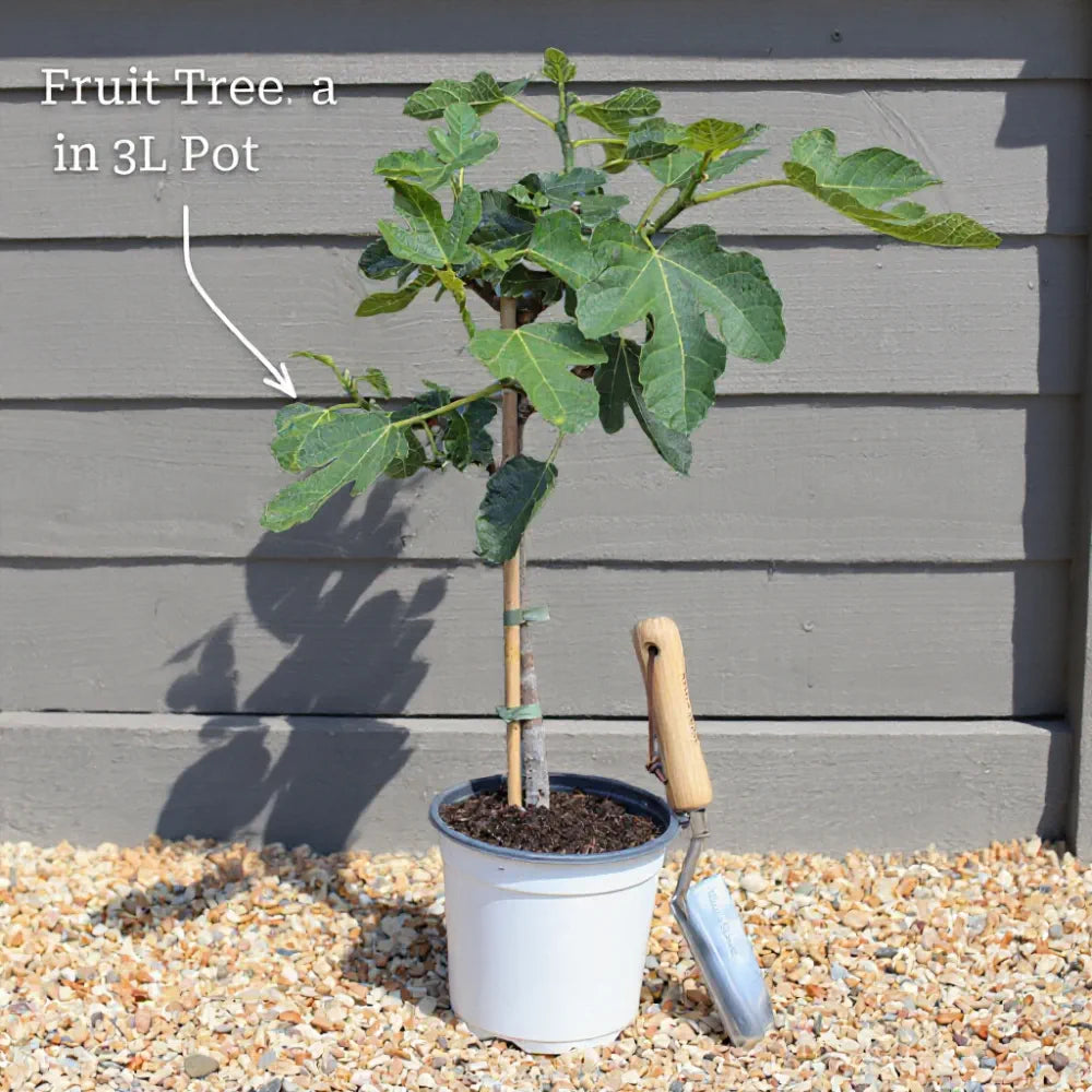 3ft 'Pearson's Prolific' / 'Nottingham Early' Hazelnut Tree | 3L Pot