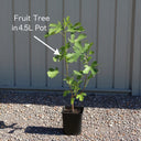 3ft 'Jubilee' Plum Tree | 4.5L Pot