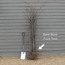 5ft 'Bramley's Seedling' Dwarfing Apple Tree | Bare Root | 2 Years Old
