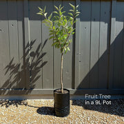 Award-Winning Cordon Fruit Tree Collection | Apple, Pear & Plum | 3 x 9L Trees