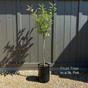 Cross Pollinating Apple Trees | Perfect Partners | 2 x 9L Trees