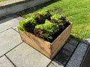Country Kitchen Large Raised Bed
