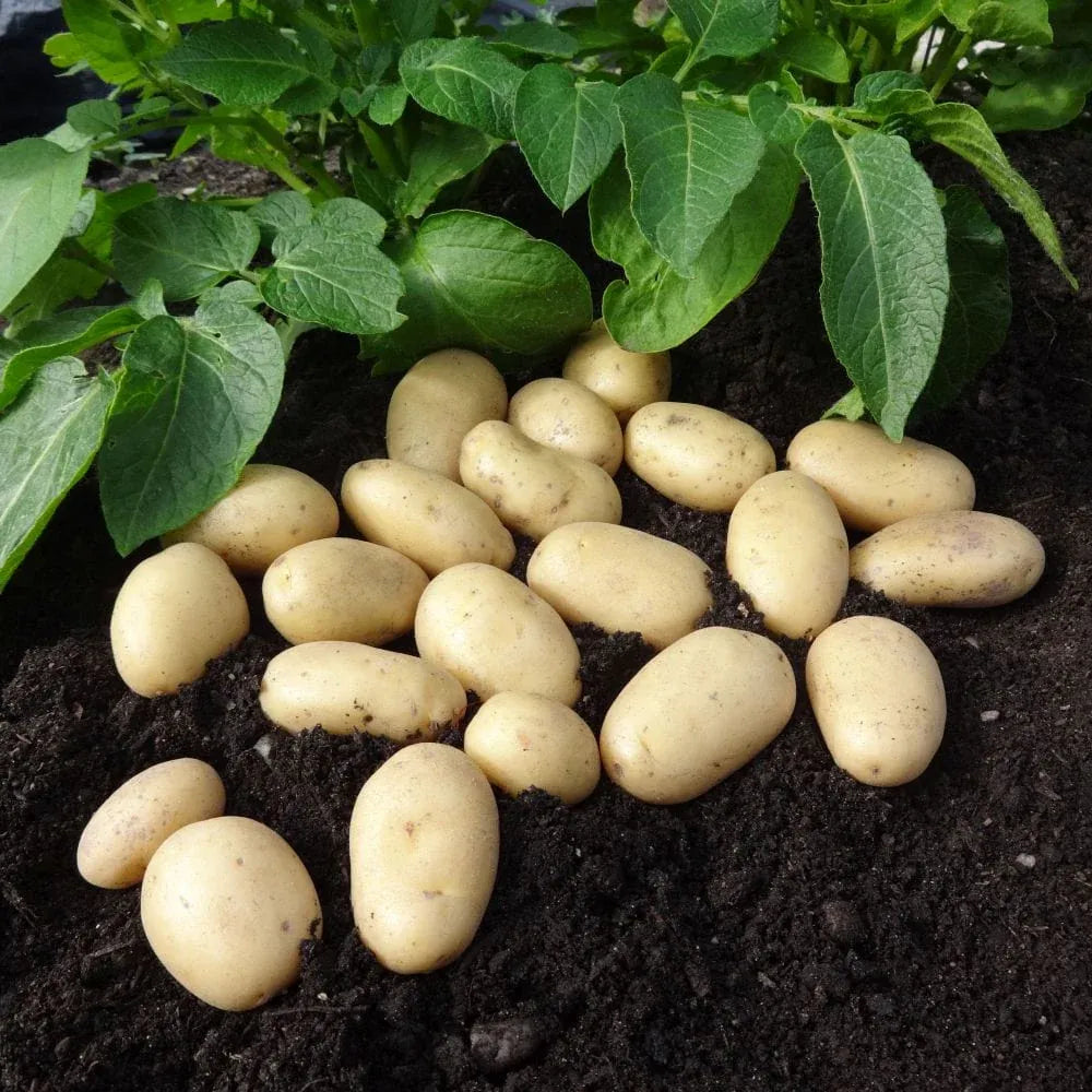 'Jazzy' Salad Seed Potatoes