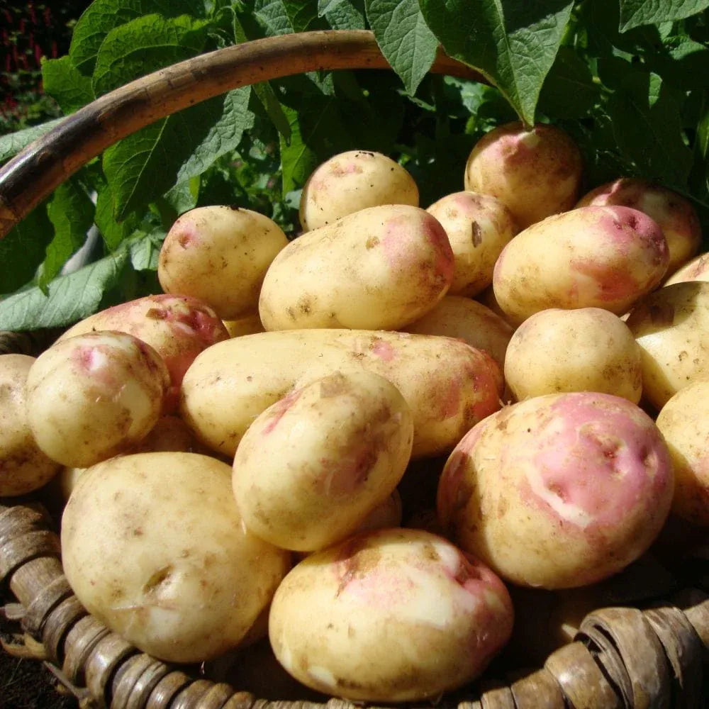 'King Edward' Maincrop Seed Potatoes