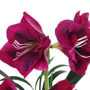 60cm Artificial Amarylis Pink