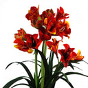 90cm Artificial Amarylis Orange