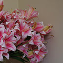 12 x 60cm Artificial Lily Stem Pink (144 Flowers)
