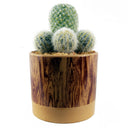 20cm Artificial Cactus Arrangement in Ceramic Planter