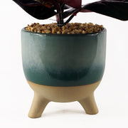 35cm Artificial Ficus Plant with Teal Blue Green Ceramic Planter